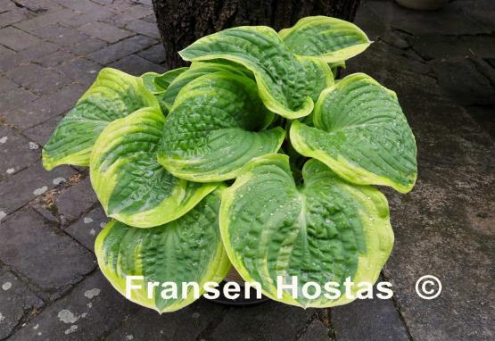 Hosta Lakeside Keepsake